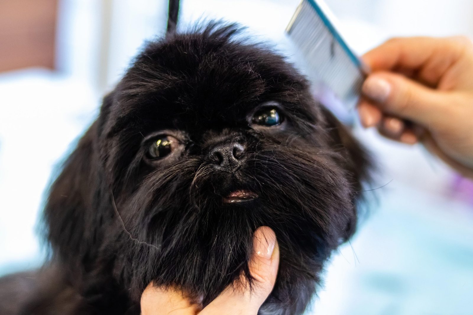Perro durante una sesión de peluquería canina