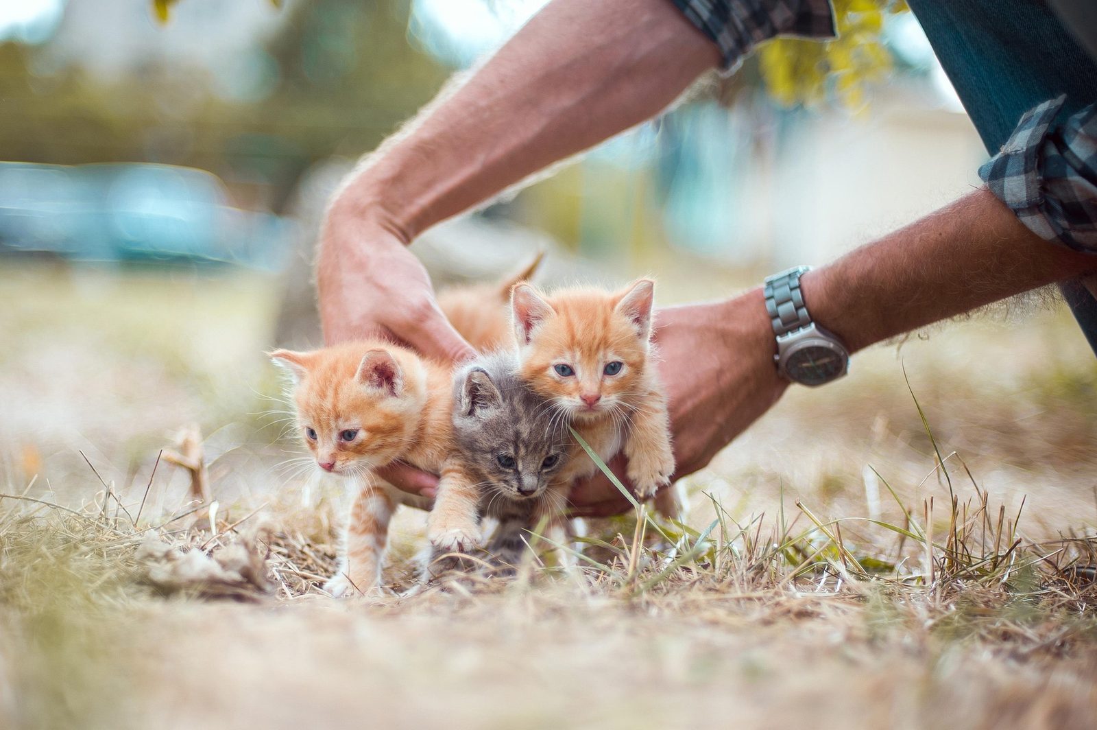 Perro y gato, protagonistas de nuestra tienda especializada
